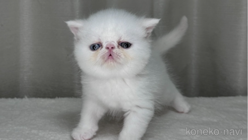 成約済の栃木県のエキゾチックショートヘア-81760の4枚目