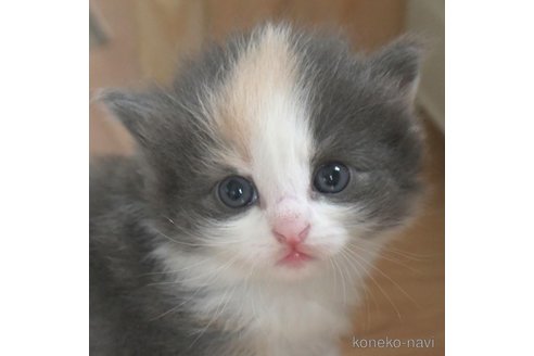 成約済の茨城県のノルウェージャンフォレストキャット-81765の2枚目