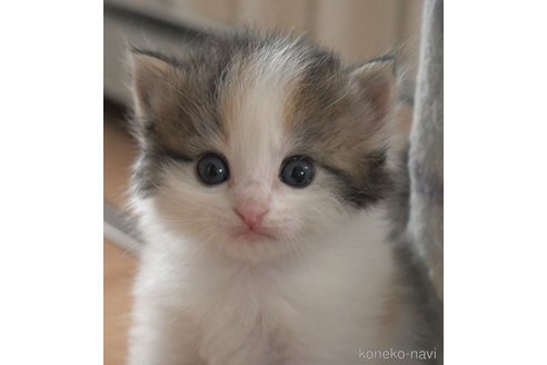 販売中の茨城県のノルウェージャンフォレストキャット-81767の4枚目