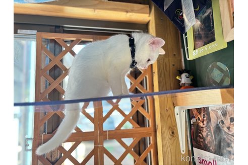 成約済の千葉県のスコティッシュフォールド-74131の21枚目