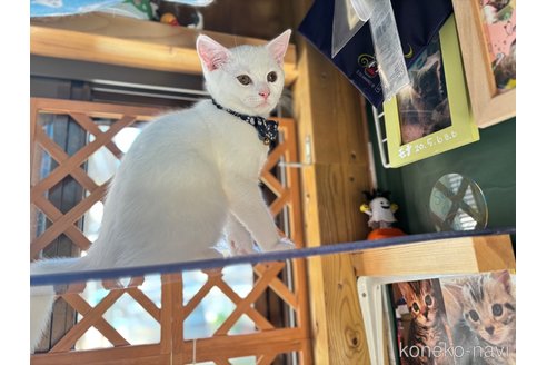 成約済の千葉県のスコティッシュフォールド-74131の20枚目