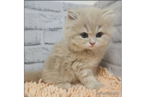 成約済の北海道のスコティッシュフォールド-75479の4枚目