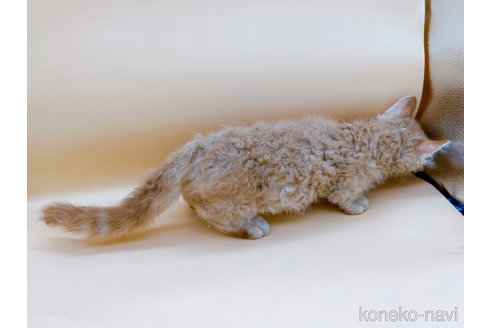 成約済の東京都のスクーカム-76112の17枚目