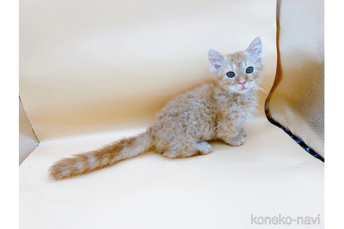 成約済の東京都のスクーカム-76112の16枚目