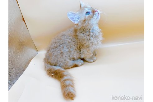 成約済の東京都のスクーカム-76112の14枚目