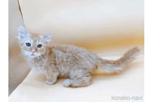 成約済の東京都のスクーカム-76112の15枚目