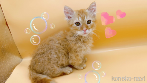 成約済の東京都のスクーカム-76112の13枚目