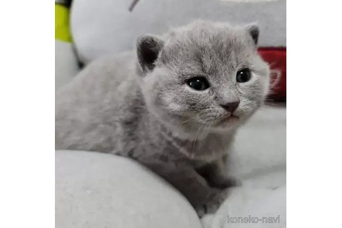 成約済の愛知県のシャルトリュー-81955の2枚目