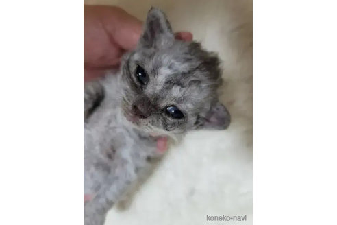 成約済の愛知県のセルカークレックス-81957の3枚目