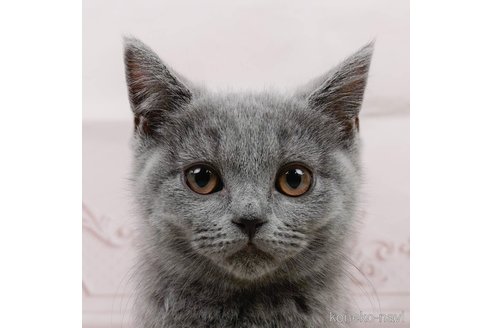 成約済の神奈川県のブリティッシュショートヘア-81996の7枚目