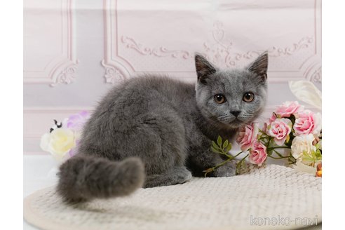成約済の神奈川県のブリティッシュショートヘア-81996の5枚目