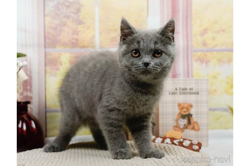 成約済の神奈川県のブリティッシュショートヘア-81999の5枚目