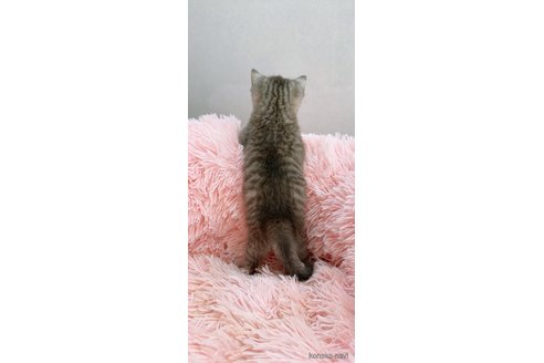 成約済の岡山県のスコティッシュストレート-82001の2枚目