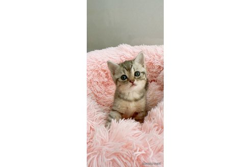 成約済の岡山県のスコティッシュストレート-82001の3枚目