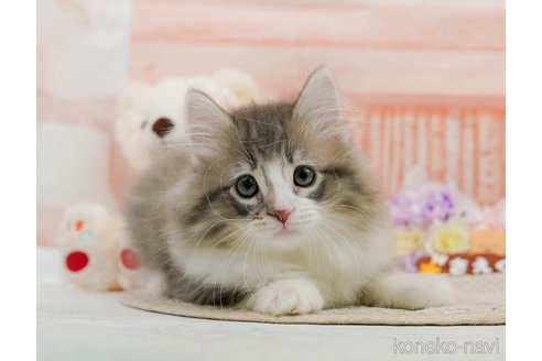 成約済の神奈川県のノルウェージャンフォレストキャット-82002の3枚目