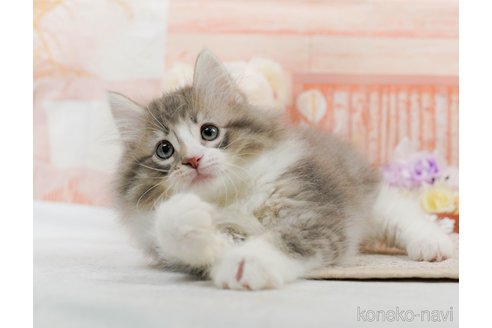 成約済の神奈川県のノルウェージャンフォレストキャット-82002の6枚目