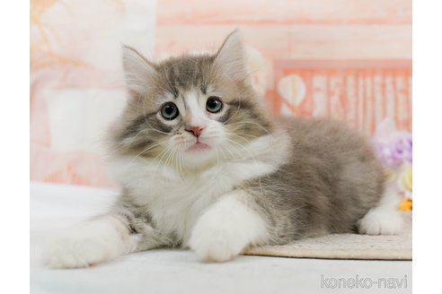 成約済の神奈川県のノルウェージャンフォレストキャット-82002の8枚目