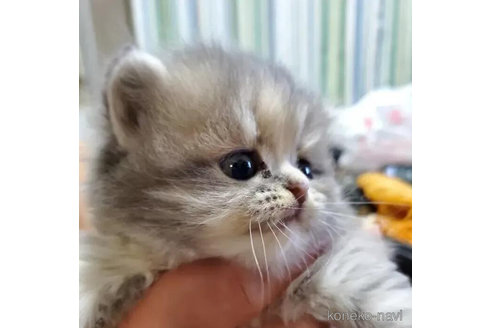 成約済の愛知県のスコティッシュフォールド-82004の5枚目