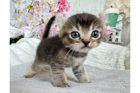 成約済の京都府のアメリカンカール-82019の3枚目