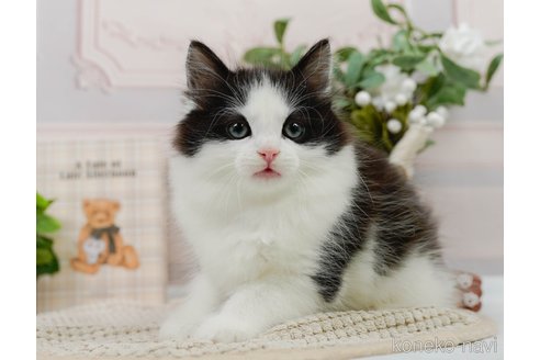 成約済の神奈川県のノルウェージャンフォレストキャット-82028の15枚目