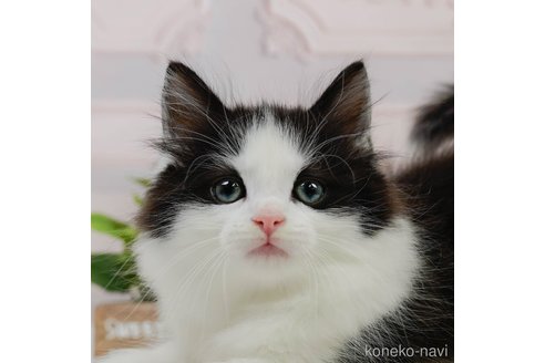 成約済の神奈川県のノルウェージャンフォレストキャット-82028の1枚目
