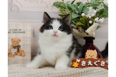 成約済の神奈川県のノルウェージャンフォレストキャット-82028の9枚目