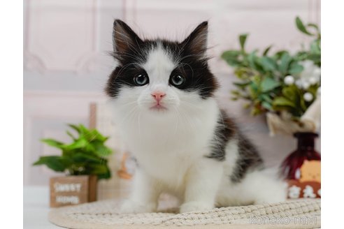 成約済の神奈川県のノルウェージャンフォレストキャット-82028の4枚目
