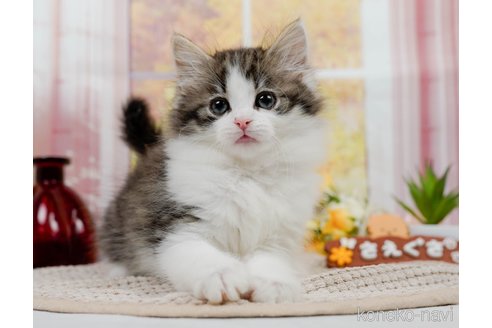 成約済の神奈川県のノルウェージャンフォレストキャット-82029の4枚目