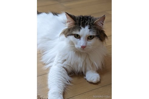 福丸くん1枚目