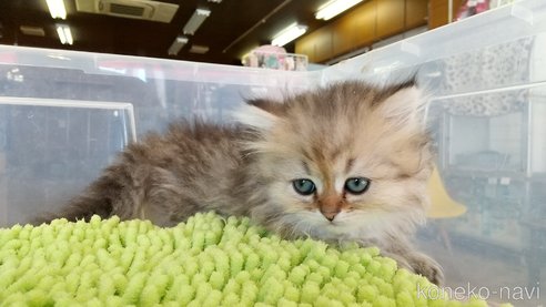 成約済の愛知県のペルシャ(チンチラ)-77456の2枚目