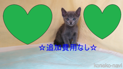 成約済の東京都のロシアンブルー-82066