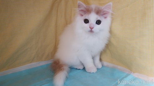 成約済の東京都のマンチカン-77410の8枚目