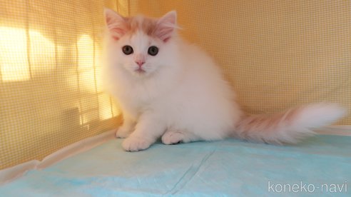 成約済の東京都のマンチカン-77410の7枚目