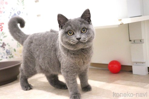 成約済の大阪府のスコティッシュフォールド-76384の22枚目