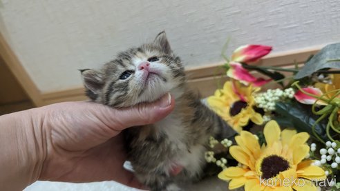 成約済の広島県のその他の猫種-79154の97枚目