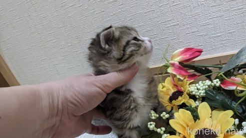 成約済の広島県のその他の猫種-79154の98枚目