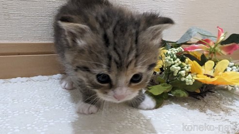 成約済の広島県のその他の猫種-79154の95枚目