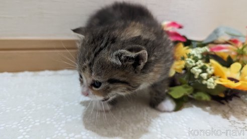 成約済の広島県のその他の猫種-79154の96枚目