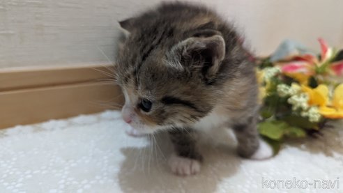 成約済の広島県のその他の猫種-79154の94枚目
