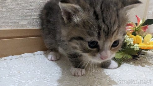 成約済の広島県のその他の猫種-79154の93枚目