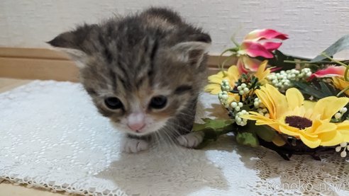 成約済の広島県のその他の猫種-79154の92枚目