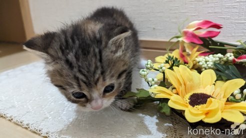 成約済の広島県のその他の猫種-79154の91枚目