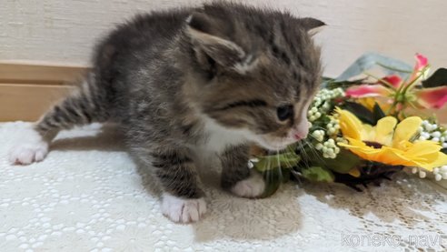成約済の広島県のその他の猫種-79154の90枚目