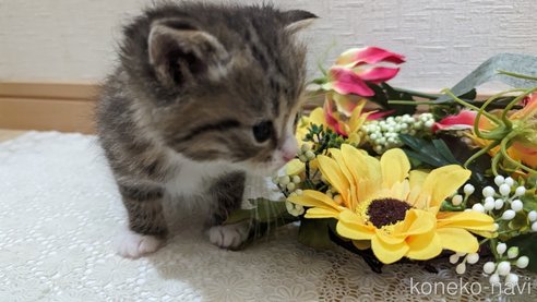成約済の広島県のその他の猫種-79154の89枚目