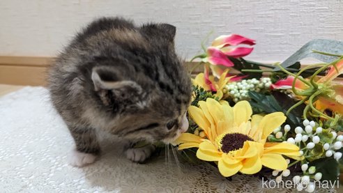 成約済の広島県のその他の猫種-79154の88枚目