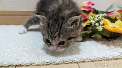 成約済の広島県のその他の猫種-79154の87枚目