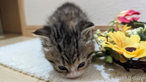 成約済の広島県のその他の猫種-79154の85枚目
