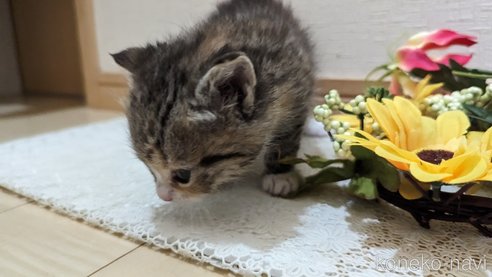 成約済の広島県のその他の猫種-79154の86枚目