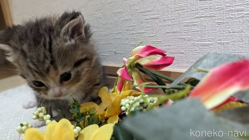成約済の広島県のその他の猫種-79154の84枚目