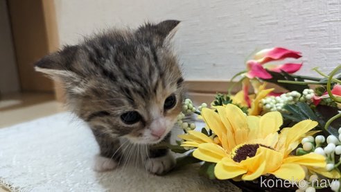 成約済の広島県のその他の猫種-79154の82枚目